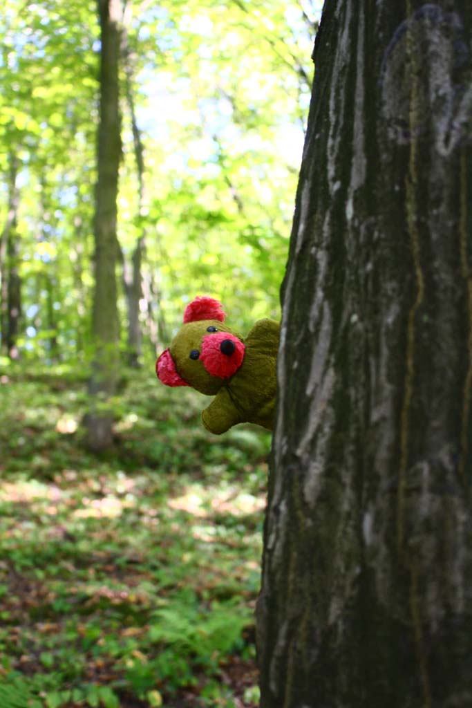  Forest in Kazimierz Dolny